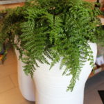 Chloé Savary, plantes vertes, plantes grasses