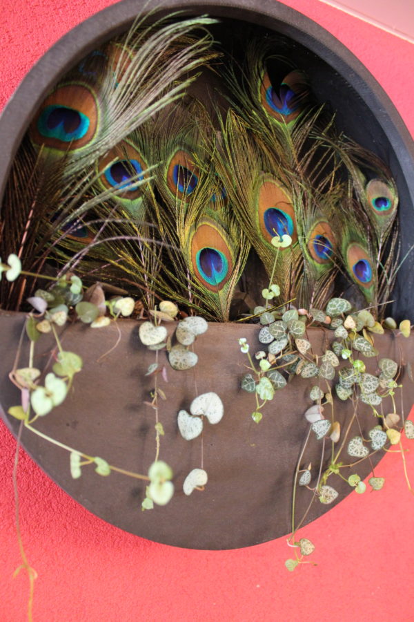 Chloé Savary, plantes vertes, plantes grasses