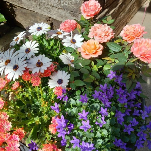 terrine plantes annuelles vivaces panier composition plantes