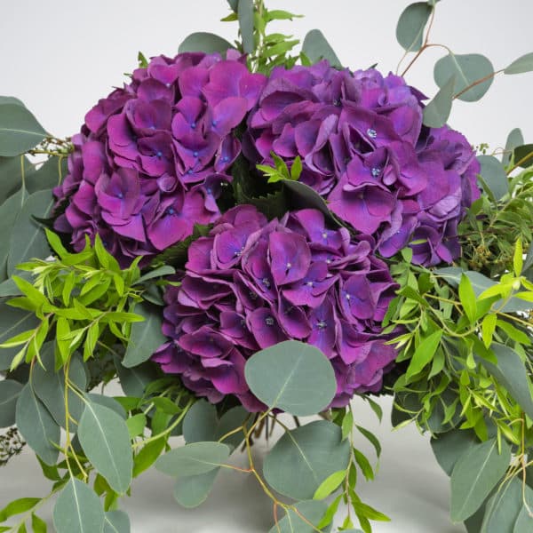 Les hortensias