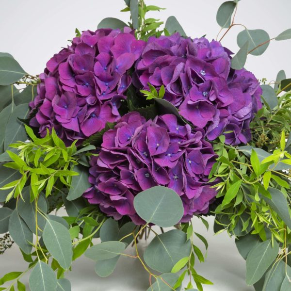 Les hortensias